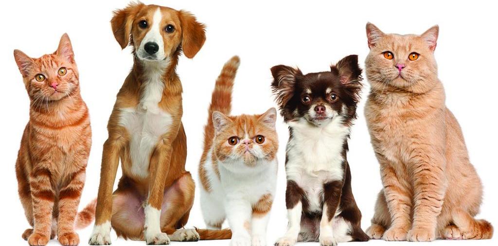 Доска объявлений о животных | ЗооТом - продажа, вязка и услуги для животных в Емажелинске