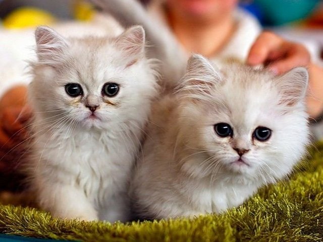 Породы кошек в Емажелинске | ЗооТом портал о животных