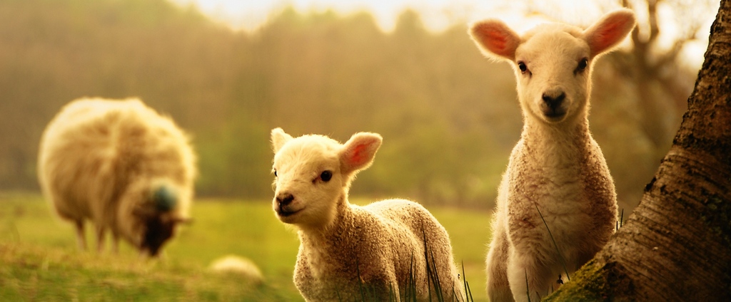 Объявления о сельскохозяйственных животных | ЗооТом - продажа, вязка и услуги для животных в Емажелинске