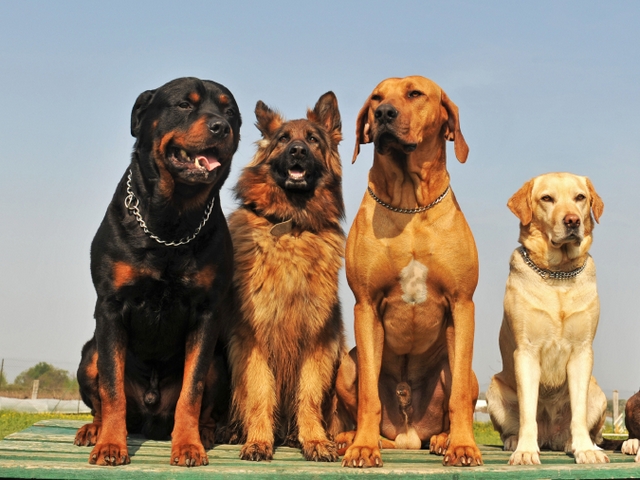 Крупные породы собак в Емажелинске | ЗооТом портал о животных