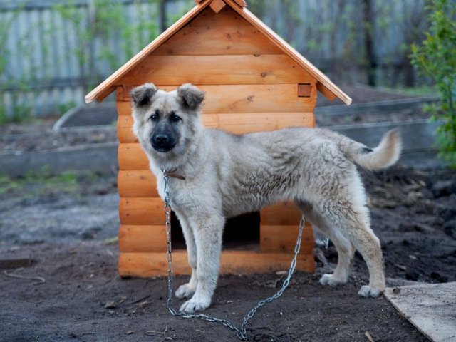 Все о собаках в Емажелинске Все о собаках в Емажелинске